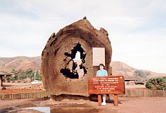 1995 - USA 023 (Tronc de séquoia placé à la sortie du Golden Gate Bridge)